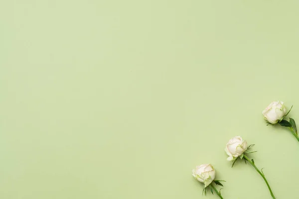Tło układ zielony kwiat biały róż macierzystych — Zdjęcie stockowe