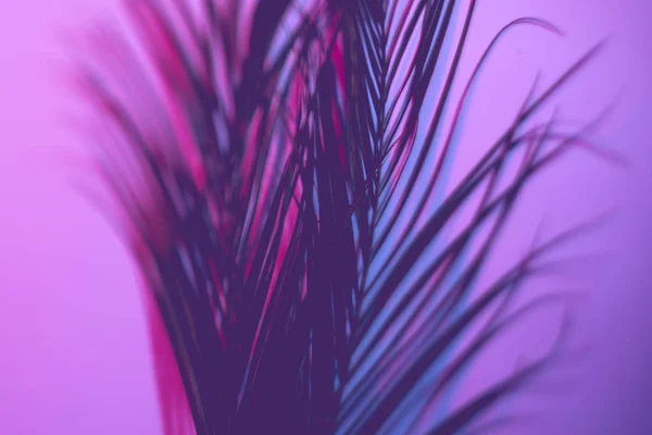 Neon lila Palmblätter selektive Fokuskunst — Stockfoto