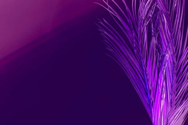 Creatieve samenstelling neon paars levendige palmtak — Stockfoto