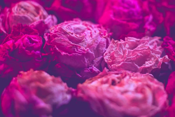 Floristik dunkelrosa trockene Rosen defokussiert Hintergrund — Stockfoto