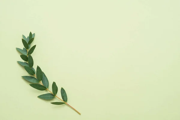 オリーブの枝ミニマルなデザイン緑背景 — ストック写真