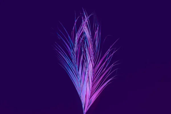 Lila vibrerande palm leaf surrealistiska tropisk design — Stockfoto