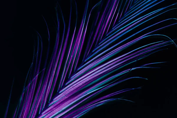 Flora conceptual neón vibrante hoja de palma fondo — Foto de Stock