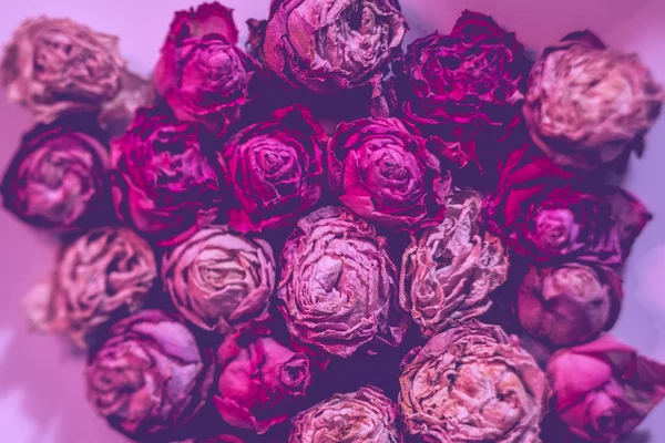 花组合物脱焦干粉红色玫瑰过滤器 — 图库照片