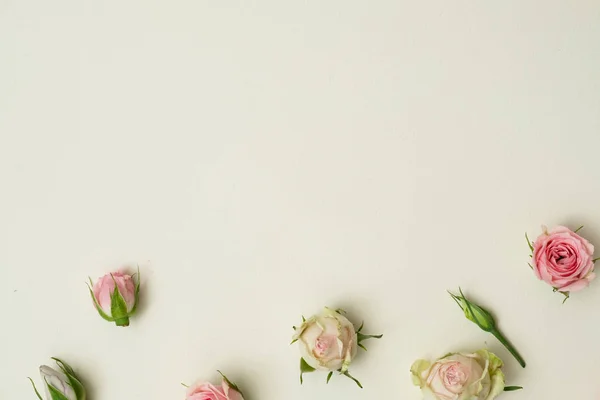 Fildişi arka plan çiçek kompozisyon gül kafa karıştırmak — Stok fotoğraf