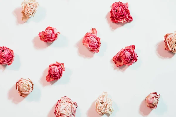 장미 구색 배경 말린 꽃 배열 — 스톡 사진