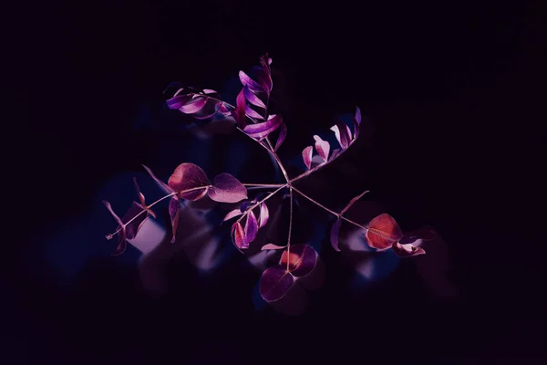 アート ミニマリズム シュールな植物装飾赤紫の茎 — ストック写真