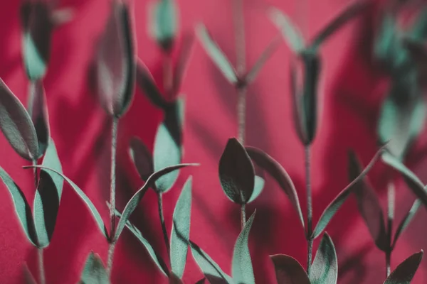 Intreepupil plant patroon achtergrond groene stam rood — Stockfoto
