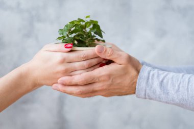 saksı houseplant bitki koruma ellerini tutun