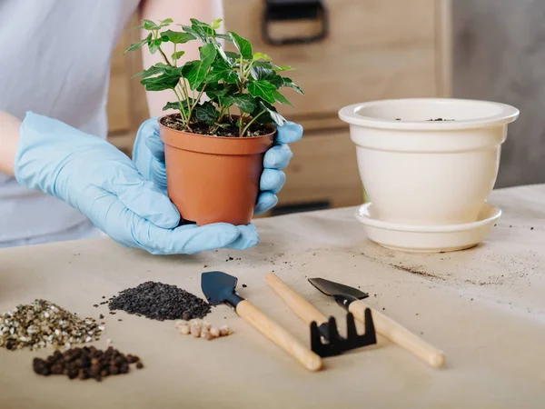 Apartamento jardinagem planta de sala vasos solo ferramentas — Fotografia de Stock