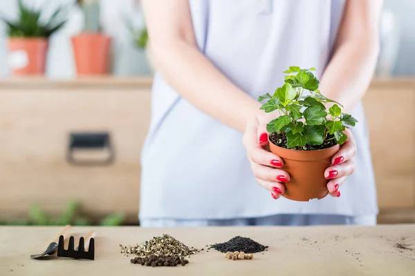 Tror grön inomhus trädgårdsskötsel hobby kvinna omplanteringen — Stockfoto