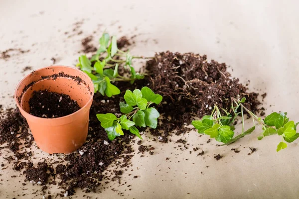 Primavera planta repotting transplante de plantas de sala — Fotografia de Stock