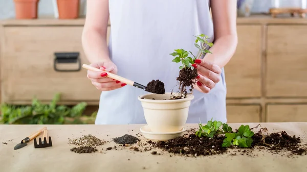 Natura reproducerii vegetative a plantelor — Fotografie, imagine de stoc