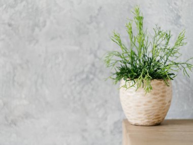 ev bitki dekor tasarım saksı houseplant