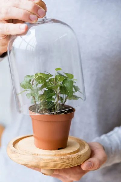 Îngrijirea ecosistemului acasă om domul plantă perenă — Fotografie, imagine de stoc