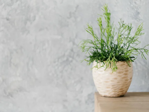 家の植物の装飾デザイン植木鉢観葉植物 — ストック写真