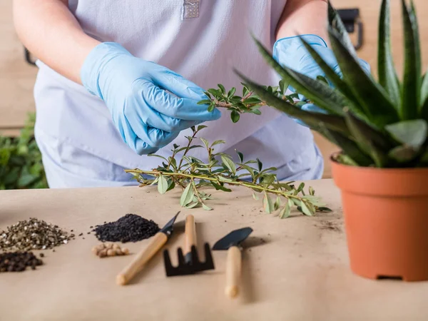 Maison plante semis soins stress soulagement passe-temps — Photo