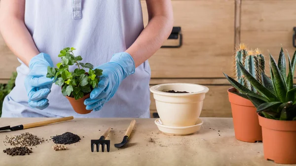 Spring plant repotting indoor garden care woman — Stok Foto