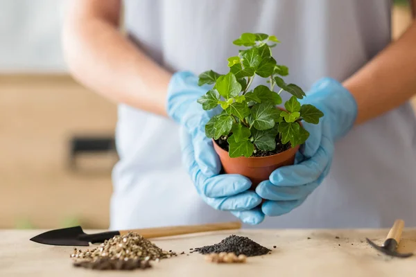 심기를 repotting houseplant 쇼핑 서비스 — 스톡 사진