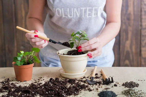 Прорастание садоводческого образа жизни добровольцев — стоковое фото