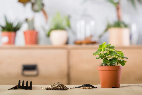 屋内のガーデン ツール移植を植え替える春植物 — ストック写真