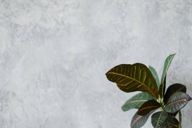 ev bitki dekor tasarım kauçuk ağacı yaprakları