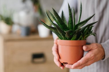 floristik sanat yaratıcı yaşam tarzı adam houseplant
