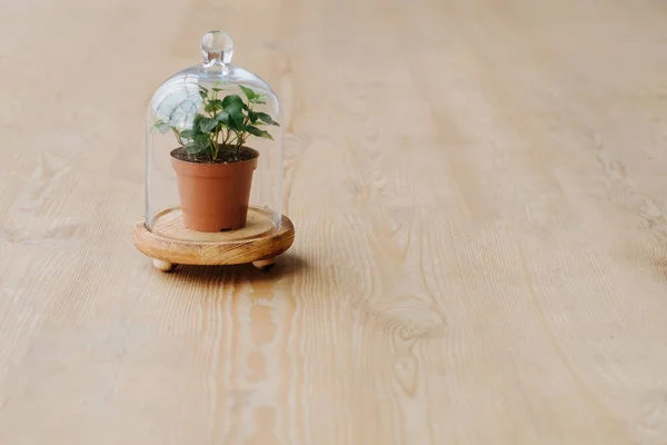 Planta cuidado proteção da natureza planta de sala cúpula de vidro — Fotografia de Stock