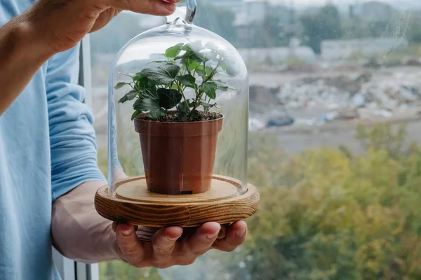 Preservação do meio ambiente mantenha cúpula de vidro vegetal — Fotografia de Stock