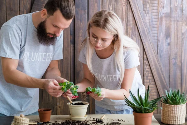 Plantarea voluntarului protejează răsadurile de replantare a naturii — Fotografie, imagine de stoc