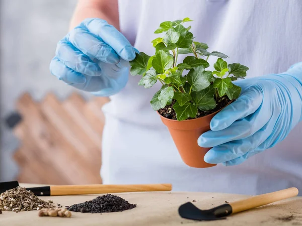 Casa jardinagem planta transplante planta de sala — Fotografia de Stock