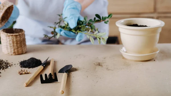 Pencangkokan tanaman transplantasi dalam ruangan berkebun — Stok Foto