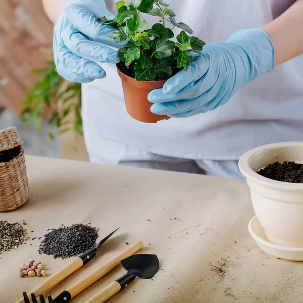 Trasplante de plantas hogar flora mano herramienta suelo —  Fotos de Stock