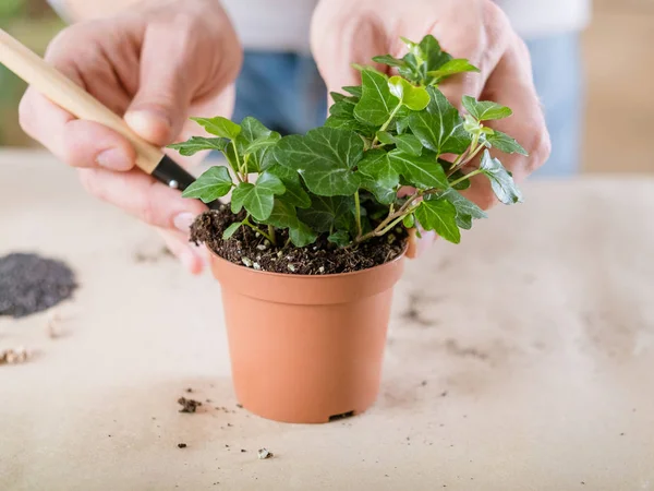 Pencangkokan tanaman flora rumah penanaman ulang tangan — Stok Foto