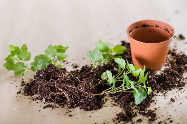 Germination des semis jardinage des plantes maison — Photo