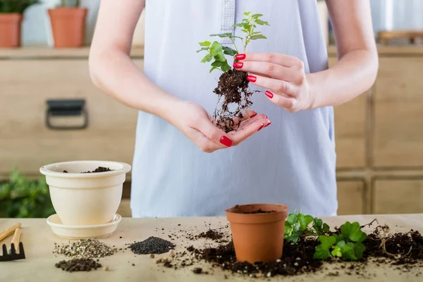 무료 서비스 공장 쇼핑 repotting 심기 — 스톡 사진