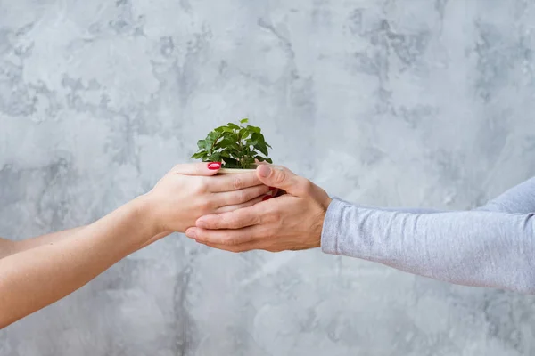 Proteção do meio ambiente ecologia mãos segurar planta — Fotografia de Stock