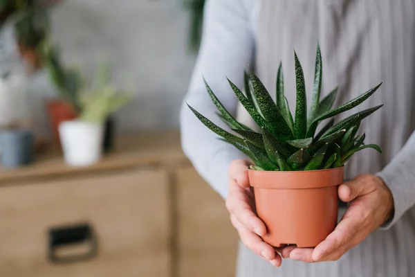 Home plant care hobby houseplant mans hands — Stock Photo, Image
