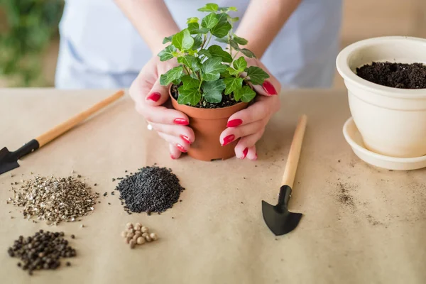 Casa jardinería trasplante de plantas maceta —  Fotos de Stock