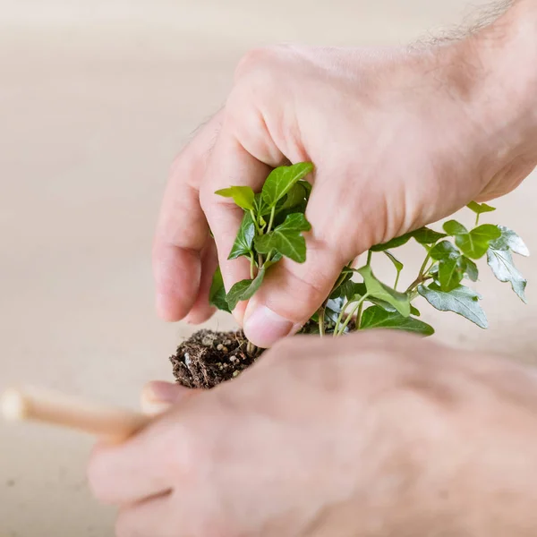 Casa jardinagem transplante de plantas mãos reimplante — Fotografia de Stock