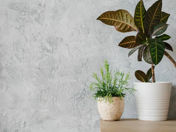 家の植物の装飾モダンな観葉植物ミニマリズム — ストック写真