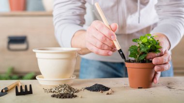 bitki ekimi ev flora araçları süreçte