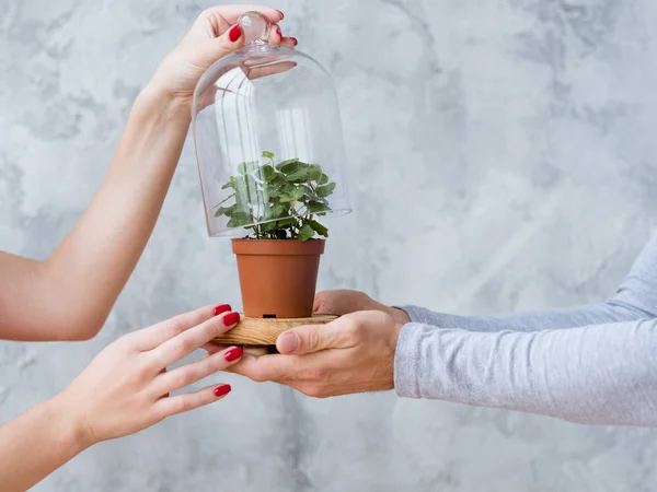 Conceptual ecology movement open dome home plant — Stock Photo, Image