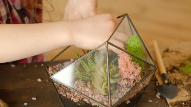 diy florarium hobi kulübü el yapımı çiçek tasarımı