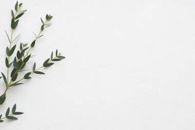 çiçek arka plan okaliptüs aroma tedavisi