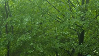 kötü hava orman yağmur düşen yeşil ağaç ekoloji