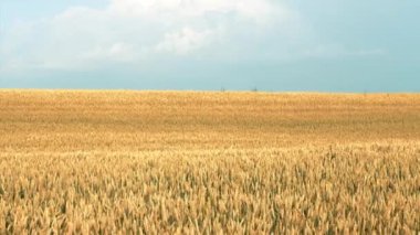 mahsul hasat sarı tarla buğday çavdar hareketli rüzgar