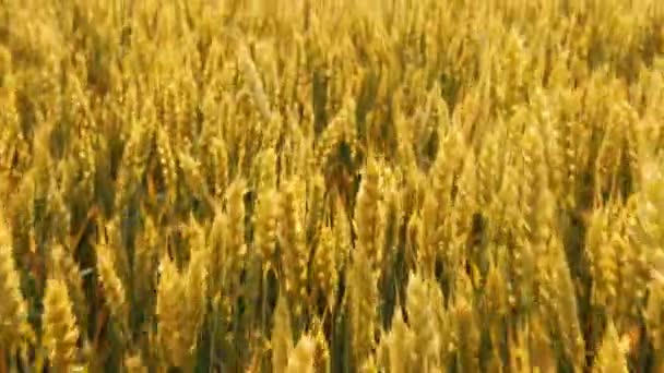 Spannmålsproduktion gyllene rågvetefält glidande — Stockvideo