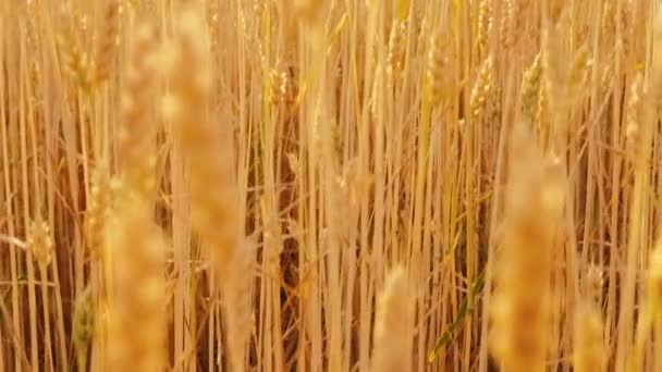 Органическая ферма желтый полевой стебель ржаной пшеницы шип — стоковое видео