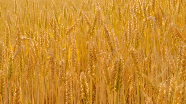 Agricultura producción de alimentos campo amarillo centeno trigo — Vídeos de Stock